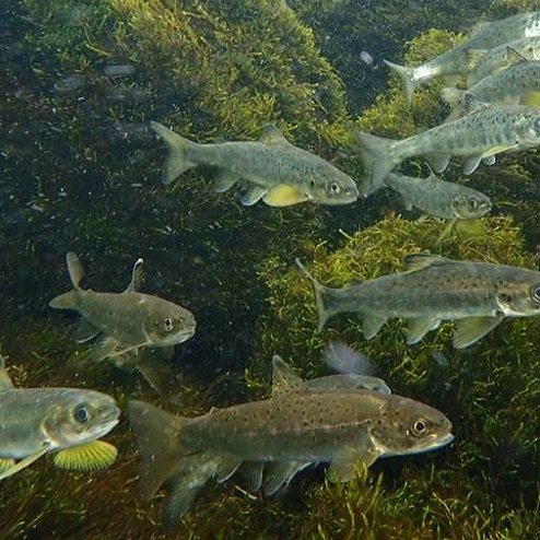 File:Downstream migration square.jpg