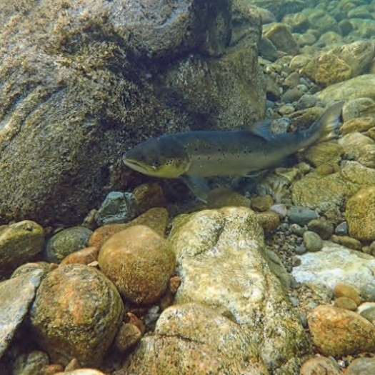 File:Habitat measures.jpg