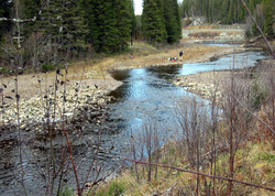 Figure 1: Example of a reach where the "river in the river" concept has been put into practice, with a broad stream bed where flow has been severely reduced. The restored reach meanders within the former river course with areas alternating between pools and riffles. The location is Dalåa river in the Stjørdal system, mid-Norway. Photo: Knut Alfredsen.