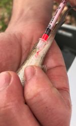 Figure 1. Injection of visible implant elastomer