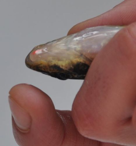 Figure 2: Example of VIE at different spots on fishes