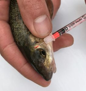 Figure 2: Example of VIE at different spots on fishes