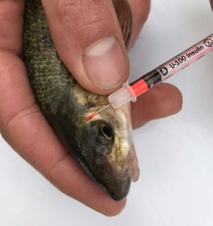 Figure 2: Example of VIE at different spots on fishes